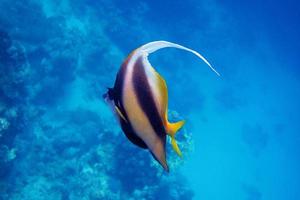 poisson fanion de la mer rouge dans la mer photo