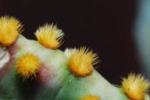 épines de cactus grande vue photo