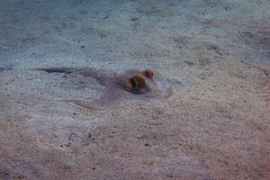 raie dans le sable photo