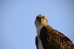 aigle de mer regardant la caméra photo