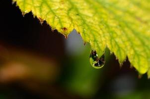 gouttes de pluie vue macro photo