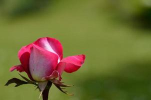 rose rouge avec du vert photo