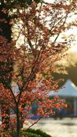 la vue printanière avec les feuilles fraîches qui poussent sur les arbres au printemps photo