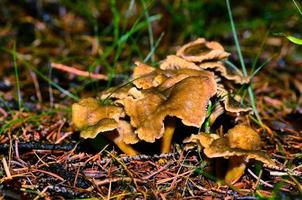 champignons en automne photo