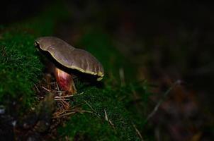 champignon dans la mousse photo