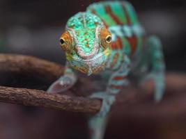 caméléon panthère sur branche photo