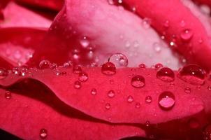 gouttes de pluie sur rose photo