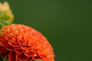 vue détaillée de la fleur d'oranger photo