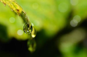 gouttes de pluie grande vue photo