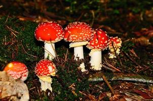 beaucoup d'agaric tue-mouche photo