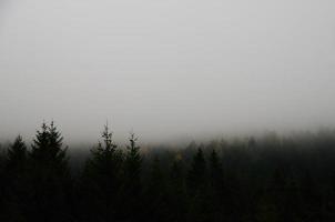 forêt avec brouillard photo