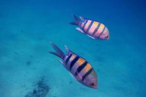 deux poissons sergents photo