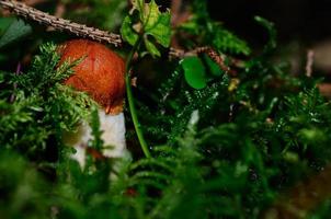 petit champignon à chapeau rouge dans la mousse photo