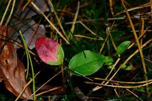 début de l'automne premières feuilles rouges photo