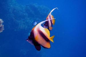 deux poissons fanions de la mer rouge photo