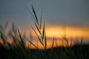 coucher de soleil du soir à travers l'herbe épaisse sur le pré, beau paysage de ciel orange, fond crépusculaire photo
