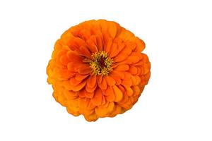 bourgeon orange d'une belle fleur, isoler photo