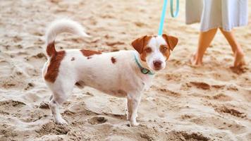 chien jack russell terrier marchant sur une plage de sable, mignon petit animal de compagnie, chien terrier en laisse avec le propriétaire de l'animal photo