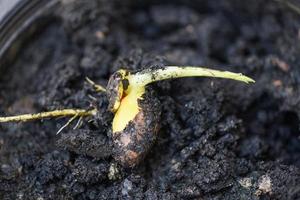 semis de graines de jacquier sur fond de sol de culture en pot noir pour la plantation photo