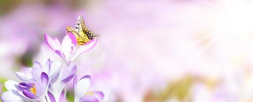 fleurs de crocus dans un flou sur une journée de printemps ensoleillée avec papillon photo