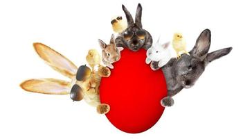 drôle de lapin de Pâques. concept de joyeuses fêtes de pâques. photo