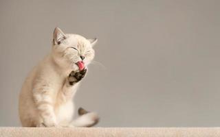 beau chat léchant sa patte sur le canapé photo