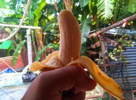fruit de banane à la main avec fond de bananier photo