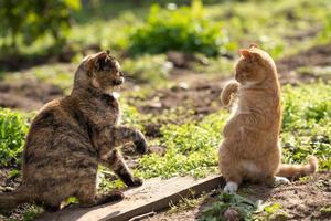 ne me touchez pas.un chat de couleur tortue se bat avec un chat roux.deux chats gardent une distance sociale.high five photo