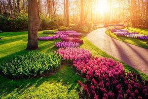 belles jacinthes multicolores. Hollande. parc floral de keukenhof. photo