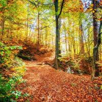 belle vue sur la forêt par une journée ensoleillée. paysage d'automne. Carpates. Ukraine photo
