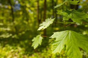 feuilles vertes sur fond de paysage forestier flou. nature relaxante pittoresque avec lumière du soleil douce et nature bokeh photo