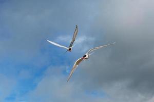 sterne arctique sur fond blanc - nuages bleus. photo