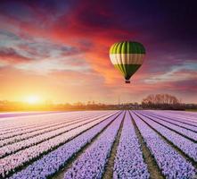 un beau champ de fleurs en Hollande. ballons en arrière-plan. fantastique événement printanier photo