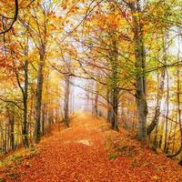 belle vue sur la forêt par une journée ensoleillée. paysage d'automne. Carpates. Ukraine photo