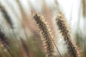 Plante ornementale d'herbe fontaine dans le jardin avec arrière-plan flou photo