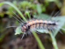 insecte sur feuille verte photo