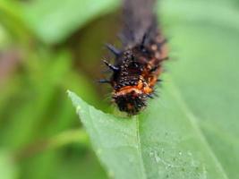 insecte sur feuille verte photo