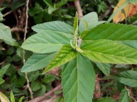 plante verte sida rhombifolia photo