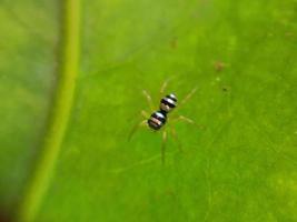 insecte sur feuille verte photo