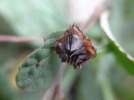 plante diverse de la nature sauvage photo