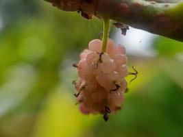 plante diverse de la nature sauvage photo