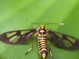 insecte sur feuille verte photo