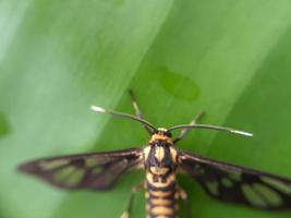 mouche jaune sur feuille verte photo