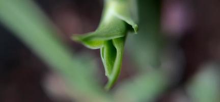 plante diverse de la nature sauvage photo