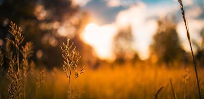 paysage rural tranquille, prairie en gros plan au lever ou au coucher du soleil. champ de nature printemps été idyllique flou, herbe haute et ciel bokeh coucher de soleil flou photo