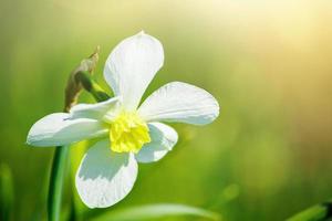 jeunes jonquilles blanches dans le jardin. photo