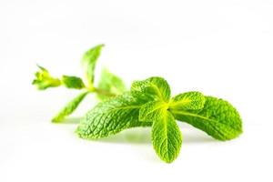 menthe poivrée verte fraîche isolée sur fond blanc. photo