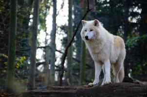 stands de loup blanc photo