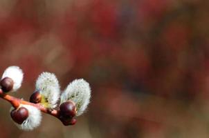 chaton de paume avec du rouge photo