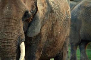 Éléphants dans la vue détaillée du zoo photo